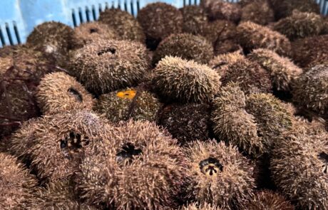 IMG-1764032567953634