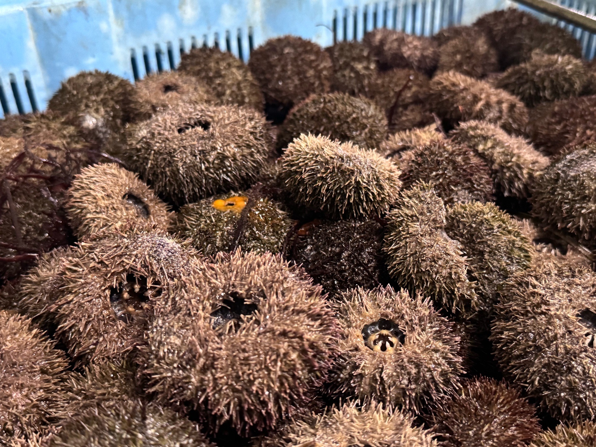 IMG-1764032567953634